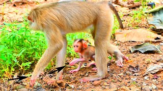 Update Amazing Mama Moka teaching cute BB Moken to walk BBs following what Moms doing so cute [upl. by Resor]