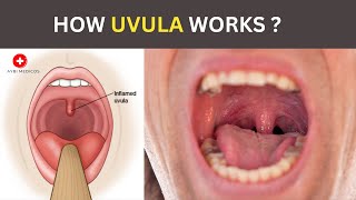 How Uvula Works  Functions of uvula [upl. by Neelyak623]