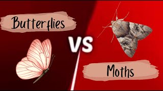 Butterfly vs Moth Whats The Difference [upl. by Eednarb]