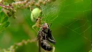 MacroWelt mit musik trommelnde AmeisenMacro world with music drumming ants [upl. by Anahsor526]