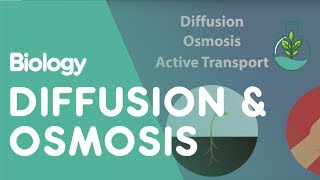 Transport in Cells Diffusion and Osmosis  Cells  Biology  FuseSchool [upl. by Flosi]