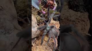 Tapinauchenius violaceus adult female tarantula enjoying a discoid [upl. by Goodwin]