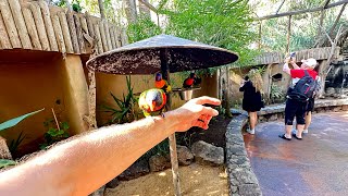 Rainbow Lory tropicalbirds [upl. by Latimore]