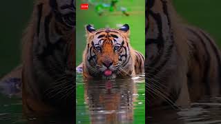 Tiger life in jungle 🐅 tiger bigcats youtube pets viralshorts [upl. by Annice]