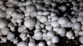 How to grow your own Mushrooms at home [upl. by Htor]