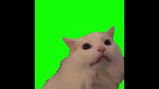 Thurston Waffles cat throwing its head back while meowing Green Screen Memes [upl. by Lust]