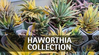 My Full Haworthia Collection Tour [upl. by Suki]