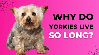 Why Do Yorkies Live So Long Yorkie Lifespan Explained [upl. by Vilma]