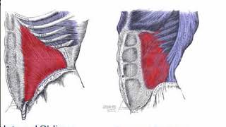 Two Minutes of Anatomy Internal amp External Obliques [upl. by Barbette]