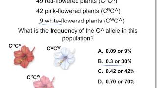 ch 20 calculating allele freq part 2 [upl. by Aihsa65]