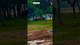 Realme C35 Camera Test automobile camera zoom [upl. by Atinnod605]