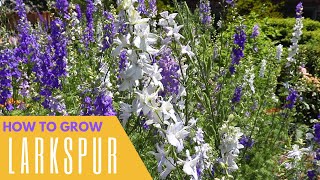 How To Grow Larkspur  Colorful Gardener [upl. by Gilmer]