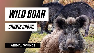 The Animal Sounds Wild Boar Grunts Growls  Sound Effect Animation [upl. by Rawley]