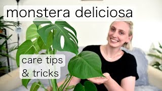 MONSTERA DELICIOSA Care  Swiss Cheese Plant Tips amp Tricks [upl. by Emmi]