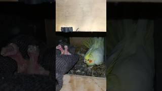 Mini vlogs with birds 🦜 birds hand feeding formula birdslover minivlog handfeed shortsfeed [upl. by Teodoor]