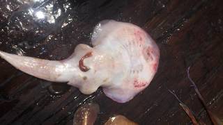 Electric Ray gives birth after being caught [upl. by Junji]