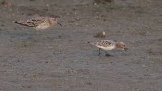 紅胸濱鷸 Calidris ruficollis 和 尖尾濱鷸Calidris acuminata [upl. by Elletsyrk]