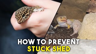 Everything You Need To Know About Skin Shedding  Leopard Gecko [upl. by Shepley]