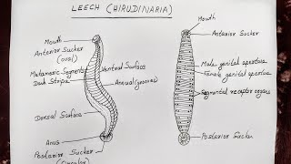 LEECH HIRUDINARIA DIAGRAM FOR CLASS 11 BIOLOGY [upl. by Ynnij867]