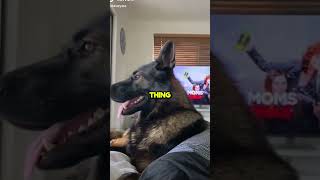 Retired Police Dog Hilariously Reacts to Grocery List [upl. by Gyasi]