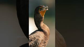 Doublecrested Cormorant Bird Calling Wincent 7Tbqs nature wildlife bird [upl. by Yesnel]