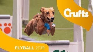 Closest Flyball Final Ever Aces vs Focus  Crufts 2019 [upl. by Gerrald373]