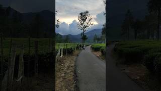 Kerala wayand  Meppadi tea estate evening view [upl. by Aruam]