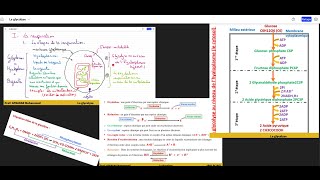 2La glycolyse Les étapes de la glycolyse équation bilan de la glycolyse 2BAC SVTPC [upl. by Yeargain]