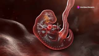 3D Model of Human Embryonic Develop  NEET  By Nagavelli Prasad [upl. by Roz]