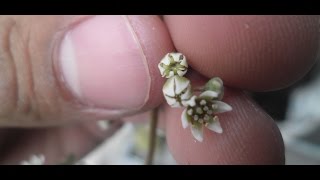 How to pollinate the flowers of Cephalotus Follicularis [upl. by Philippa]