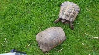 EPIC TORTOISE FIGHT Who Will Win [upl. by Mayne]