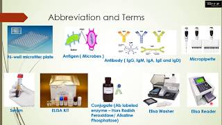 ELISA Detection of Antibodies  الإليزا الكشف عن الأجسام المضادة [upl. by Nestor]