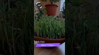 How to grow Navadhanyalu  నవధాన్యాలు  Vijayadashami  Micro Greens ashahasini shorts [upl. by Llenor]