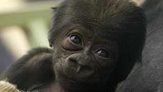 CUTE Adorable baby gorilla meets his sister [upl. by Genie]