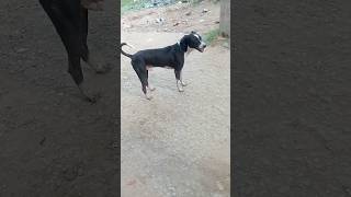 dog sound  dog barking sound shorts short dog dogs trending doglover pets pet cute [upl. by Eronaele748]