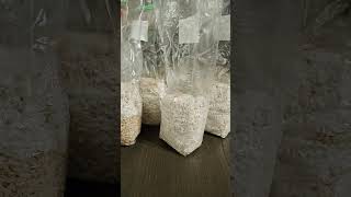 Crazy Results Brown Rice for Mushroom Grain Spawn [upl. by Nickles]