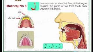 Makhraj No 817  Makhraj of Laam  Articulation Points of Arabic Alphabet Letters [upl. by Dlaner296]