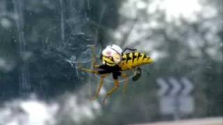 Strike Scala Rider Bee Movie [upl. by Sldney338]