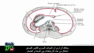 الجوف الصفاقي البريتواني الجزء الثالث  الثروب و المساريقا تشريح الجهاز الهضمي [upl. by Nogam]