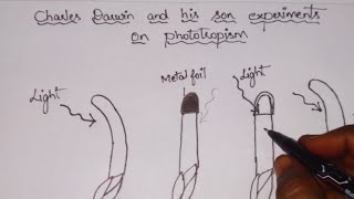 Co ordinationCharles Darwin and his son experiment on phototropism class10biology [upl. by Whale179]