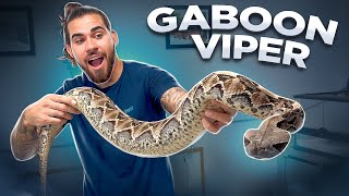 FREEHANDLING MONSTER GABOON VIPERS [upl. by Llenol]