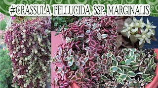 Suculentadodia  Crassula Pellucida ssp Marginalis [upl. by Nosned111]