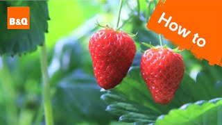 How to grow amp harvest strawberry plants [upl. by Aelegna]