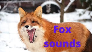 Fox sounds at night  fox noises fox screaming at night [upl. by Aitan]