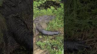 Avistamiento y observación de fauna en Los Everglades 😁🐊 reptiles herpetología biología fauna [upl. by Hsital503]