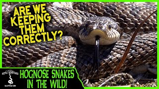 HOGNOSE SNAKES IN THE WILD Are we keeping them correctly [upl. by Lainad]