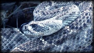 Rattlesnake Attacks Pigs 01  Dangerous Animals [upl. by Heid803]