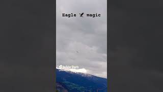 eagle 2024 shorts austria respectanimals nicemoments [upl. by Winnie587]