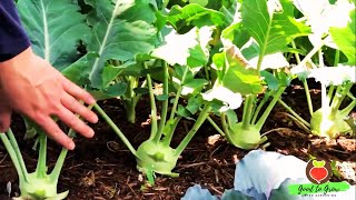 This Vegetable is Criminally Underrated  Grow Kohlrabi in 2024 [upl. by Balsam64]