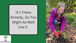 How to Plant Pachysandra Groundcover To Fill in an Area Quickly [upl. by Lizbeth]